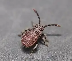 Nymphe 2 Tage nach Schlupf