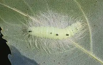 Raupe an Schwarzpappel (23. August 2023)