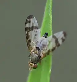 ♀ an Kanadischer Goldrute