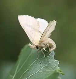 Weibchen bei der Eiablage