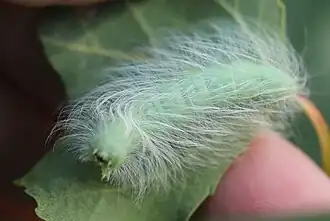 Reife Raupe an Schwarzpappel (30. August 2023)