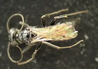 Dorsalansicht, Mesoscutum