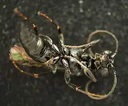 Ventralansicht, Mandibeln