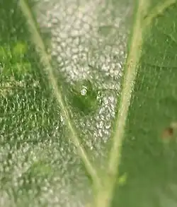 Pflanzengalle (Blattoberseite)