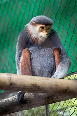 Grauer Affe mit roten Schenkeln