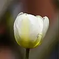Weibchen auf der Lauer in einer farblich passenden Tulpe