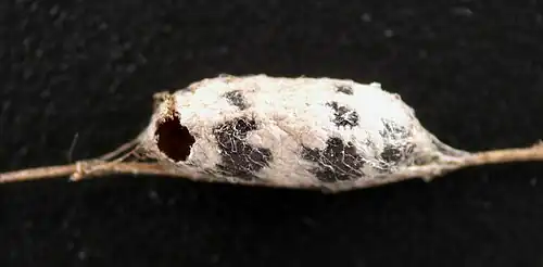 Von Bathythrix lamina parasitierter Campopleginae-Kokon