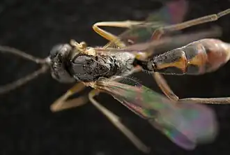 ♀ – Dorsale Detailansicht