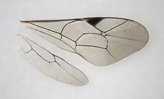 Flügel von Bathythrix lamina