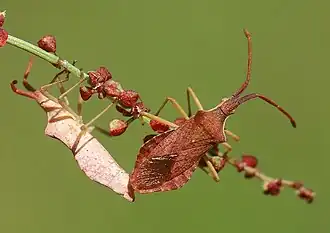 Kopula Ende April am Kleinen Sauerampfer