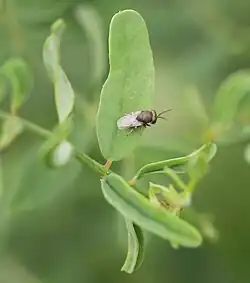 Dinarmus sp. ♂ Mitte September an Bunter Kronwicke