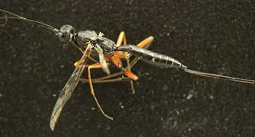 ♀ Seitenansicht (Präparat)