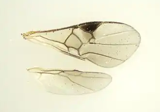 Flügel von Microplitis sp.