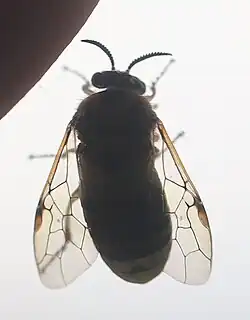 Weibchen, Teil der Flügeladerung sichtbar