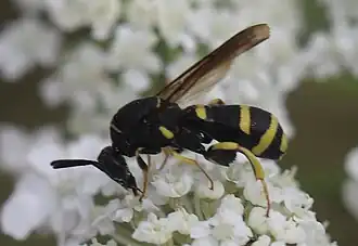 Männchen, Seitenansicht