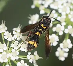 ♀ – Dorsalansicht von hinten