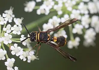 ♀ – Dorsalansicht vom Thorax