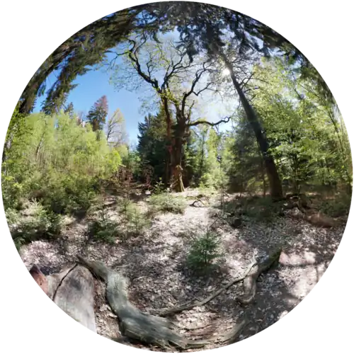 alternative Beschreibung