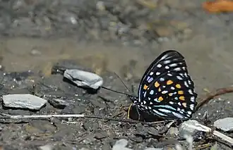 Flügelunterseite Weibchen