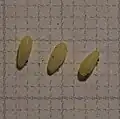 Die hellgrün-gelblichen Eier sind 3 mm lang und an der dicksten Stelle circa 1,5 mm breit.