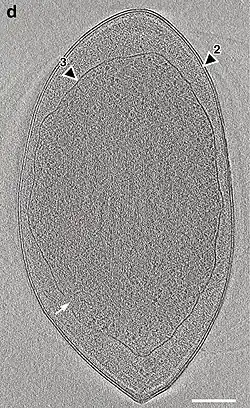 Kryo-ET-Aufnahme von A. laminatus RT761T mit den drei lipid­membran­ähn­lichen Schich­ten (LMLs). Die äußere Doppel­mem­bran (2) ent­spricht der gram­negativer Bak­terien, die innere (3) umgibt das Nukleoid. Der weiße Pfeil zeigt die innere LML-Ein­stülpung an.