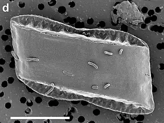 REM-Aufnahmen von E. catenata UHM3210. Balken: 10 µm..
