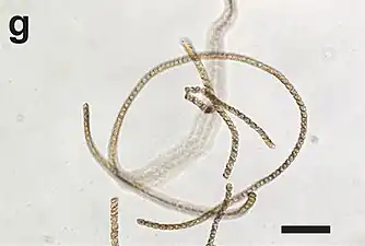 LM-Aufnahme von E. catenata UHM3210; ungestörte lebenden Zellen, die in langen Ketten wachsen. Balken: 100 µm.