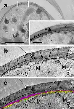 G. geitleri SAG 229-1, vegetative Zelle.[1] (a) Zellperipherie,… _______________ M: Mitochondrium; P: Plastid (Cyanelle); V: Vakuole; W: Zellwand.