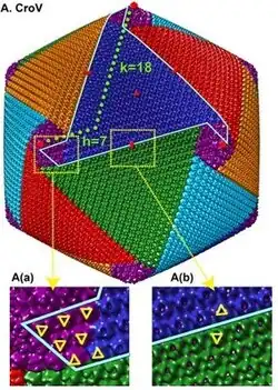 Kryo-EM-Rekonstruktion des ikosaedrischen CroV-Virions.[13]
