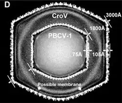 Querschnitt der Kryo-EM-Darstellung von CroV, überlagert mit der des Chlorovirus PBCV-1. CroV hat nicht nur einen größeren Durchmesser der Virionen (300 nm vs. 180 nm), seine Kapsidschicht ist auch dicker (10,5 nm vs. 7,5 nm). Umrechnung 10 Å = 1 nm[13]