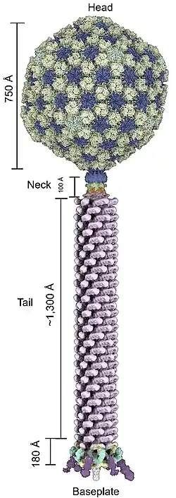 Cryo-EM von Pseudomonas-Phage Pa193 (Pbunavirus Pa193), Virion mit gestrecktem Schwanz.[A. 1]