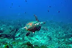 Echte Karettschildkröte (Bild aus Uma Caduac, Osttimor)