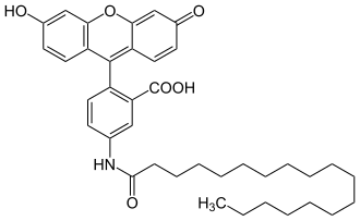 Strukturformel von 5-Octadecanoylaminofluorescein
