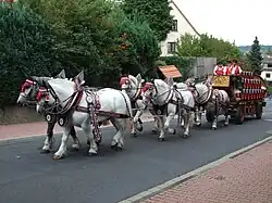 Sechser-Kaltblütergespann mit Brauereiwagen, 2007