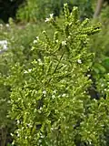 Origanum syriacum