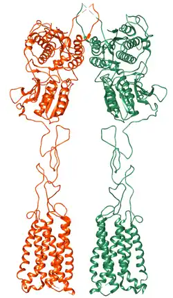 Metabotropic glutamate receptor 7