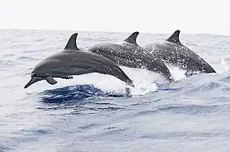 Ostpazifischer Delfin