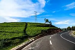 Asphaltierte einspurige Straße, die in einer Kurve hinter einem flachen mit Tee bewirtschafteten Hügel verschwindet.