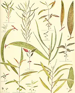 E. NICHOLI Maiden and Blakely, '4- â 70-74- E. FRUTICETORUM F.v.M., Figs. 65-69. E. SIDEROXYLON A. Cunn., Figs. 75-77.
