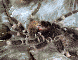 Häutung einer Weißknievogelspinne (Acanthoscurria geniculata)