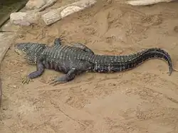 Mississippi-Alligator (Alligator mississippiensis)