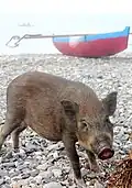 Schwein am Strand von Dili