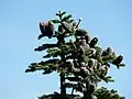 Purpur-Tanne (Abies amabilis)