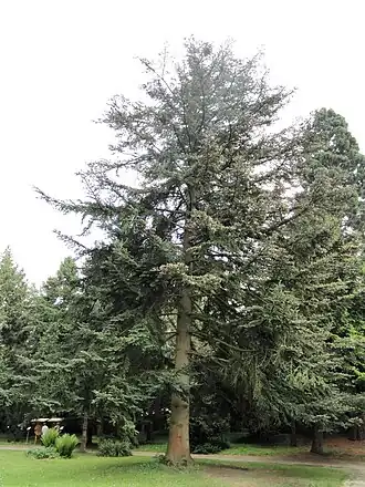Schensi-Tanne (Abies chensiensis)