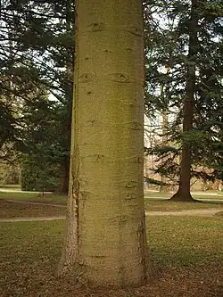 Kilikische Tanne (Abies cilicica)