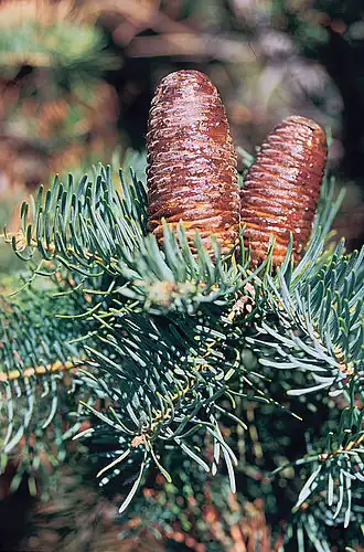 Kolorado-Tanne (Abies concolor)