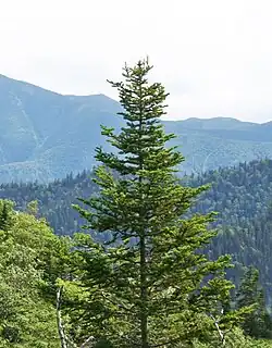 Sachalin-Tanne (Abies sachalinensis)