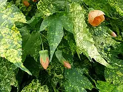 Symptome des Abutilon mosaic virus (AbMV)