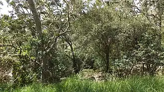 Koa und andere einheimische Vegetation Hawaiʻis sind hier erhalten.