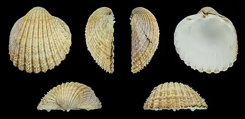 Acanthocardia echinata duregni Rechte Klappe